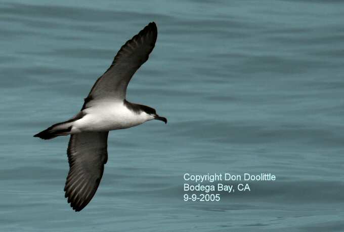 Buller's Shearwater